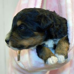 Pink Collar Girl - Tri-color female Bernedoodle puppy in Ogden, Utah from Salty Point Doodles