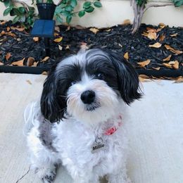 Companion Cross, Maltese, Morkie, and Yorkipoo All Grown Up from MC Kennels