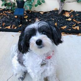 Companion Cross, Maltese, Morkie, and Yorkipoo All Grown Up from MC Kennels