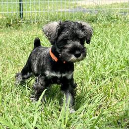 Miniature Schnauzer Puppies from Cedar Ridge Ranch Mini Schnauzers