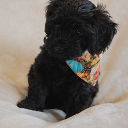 Angelina - Black female Havapoo puppy in Siloam Springs, Arkansas from Kingdom Bound By Design