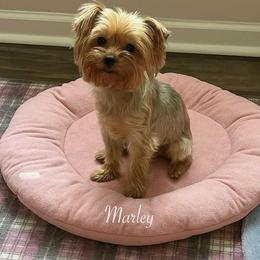 Marley - Yorkshire Terrier