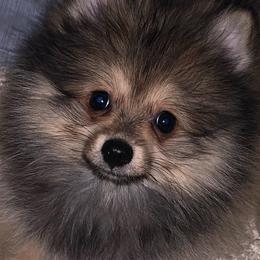 Neptune - Orange sable male Pomeranian puppy in Los Angeles, California from Lucky Poms of LA
