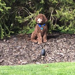 Poodle Puppies from RK'S Pets