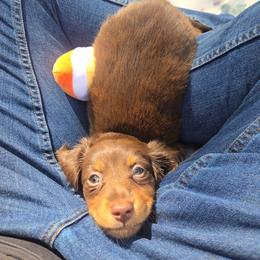 Orange-Rey - Chocolate and cream female Dachshund puppy in Waukegan, Illinois from Rolling and Howling Basset Hounds and Dachshunds