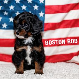 Boston Rob - Tri-color male Bernedoodle puppy in Gilbert, Arizona from Safe Havynn Doodles