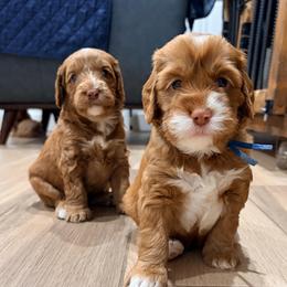 Makai - Caramel red male Australian Labradoodle puppy in Alamo, Texas from QuiSal Labradoodles