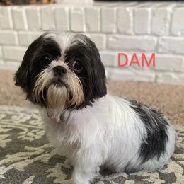 Piper - Shih Tzu
