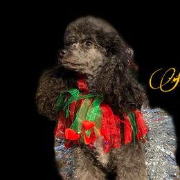 Neppé - Poodle