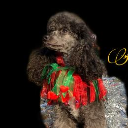 Neppé - Poodle