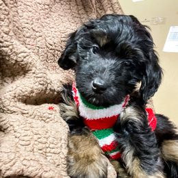 Nike - Phantom male Bernedoodle puppy in Rose Hill, North Carolina from Red Door Canines