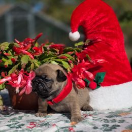 Purple collar girl Janey - Fawn female French Bulldog puppy in Polk City, Florida from Best Friend Frenchies, LLC