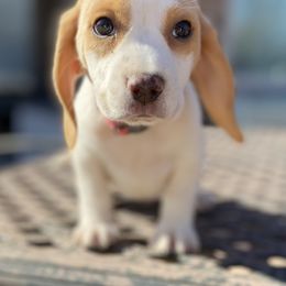 Beagle Puppies from Hales Little Beagle Haven