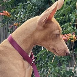 Cirneco dell’Etna Puppies from Ember Hill Cirnechi