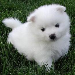 American Eskimo Dogs from Wintersun Eskies