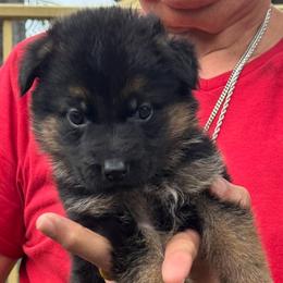 Alex - Black and red male German Shepherd puppy in Weston, Florida from Vom Bethel European German Shepherds