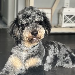 Norman - Bernedoodle