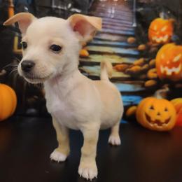 Pancake - Cream and white male Chihuahua puppy in Mesa, Arizona from Sun Valley Chihuahuas & Malinois