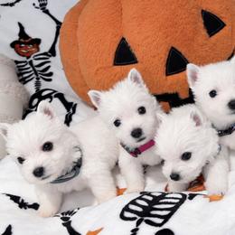 West Highland White Terrier puppies from NYWesties