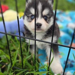 Duke - Black and white male Pomsky puppy in Mc Callsburg, Iowa from SZ Rolling Acres LLC