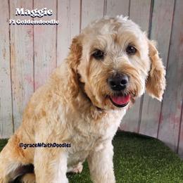 Maggie - Goldendoodle