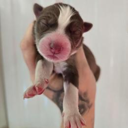 6 - Brown and white female Siberian Husky puppy in Addison, Michigan from Gray Run Siberian Huskies