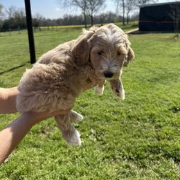 Girl 3 - Fawn and white Sheepadoodle puppy in Franklin, Texas from Cross Doodles