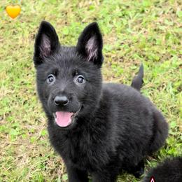 Yellow Girl - Amora - Black female German Shepherd puppy in Purdon, Texas from TEXAS DDR GSD