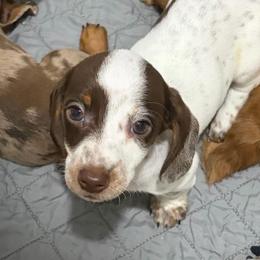 Dina - Piebald female Dachshund puppy in Sterling, Colorado from Country Chics Doxies