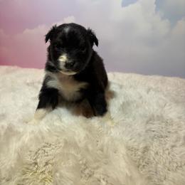 Sally - Black & white female Australian Shepherd puppy in Vacaville, California from Cowtown Aussies