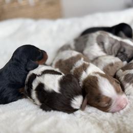 Cavapoo puppies from Padgetts Hill Puppies
