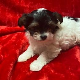Miniature Schnauzers and Yorkshire Terriers from Hammer Ranch