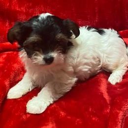 Miniature Schnauzers and Yorkshire Terriers from Hammer Ranch