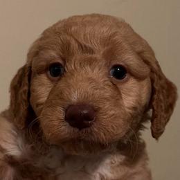 Female, Purple Collar - Cream female Goldendoodle puppy in Wichita, Kansas from Goldendoodles of Oz