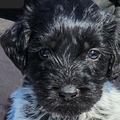 Risk - Black and white German Wirehaired Pointer puppy in Wellston, Ohio from Blue Line GWPs