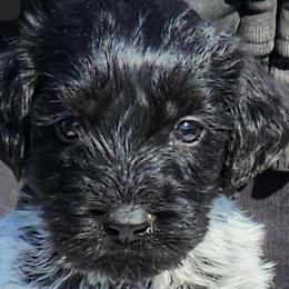 Risk - Black and white German Wirehaired Pointer puppy in Wellston, Ohio from Blue Line GWPs