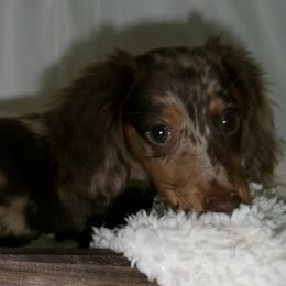 Dachshunds from Doxies of 661