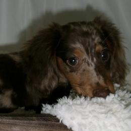 Dachshunds from Doxies of 661