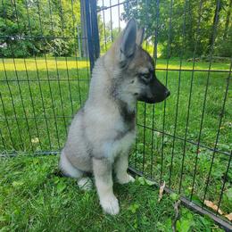 Siberian Husky Puppies from Evereve Kennels