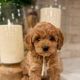 Cupid - Apricot female Cavapoo puppy in Preston, Idaho from Shaffer Top Notch Puppies