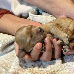 Cavalier King Charles Spaniel and Cavapoo Puppies from Boyd Cavapoo & Cavalier Puppies