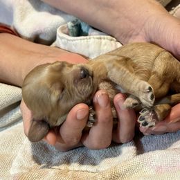 Cavalier King Charles Spaniel and Cavapoo Puppies from Boyd Cavapoo & Cavalier Puppies