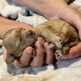 Cavalier King Charles Spaniel and Cavapoo Puppies from Boyd Cavapoo & Cavalier Puppies