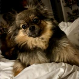 Hope Mountain Scarlet Fire - Cream sable female Pomeranian puppy in Springfield, Missouri from Hope Mountain Pomeranians