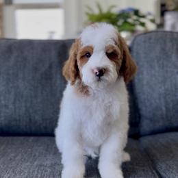 Cedar - Parti male Goldendoodle puppy in St George, Utah from Doodle Bears of Southern Utah