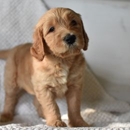 Goldendoodle Puppies from Edge Farm Goldendoodles