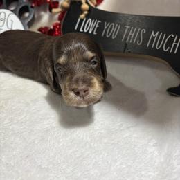 Silky chocolate and cream - Chocolate and cream male Dachshund puppy in Pleasant Plains, Arkansas from JGBs Dachshunds