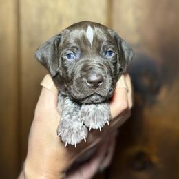 Boy 5 - male German Shorthaired Pointer puppy in Penn Valley, California from Finnan's Ranch German Shorthaired Pointers