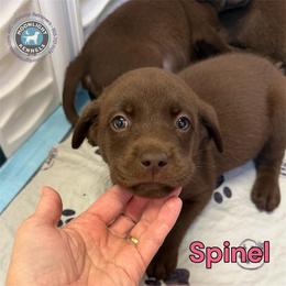 Spinel - Chocolate female Labrador Retriever puppy in Elloree, South Carolina from Moonlight Kennels LLC