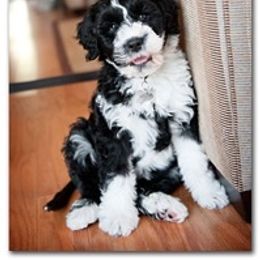 Portuguese Water Dog Puppies from Maritimo Portuguese Water Dogs